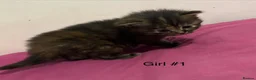 Mixed Breed cats for sale: Beautiful litter of 5 kittens - Advert 9