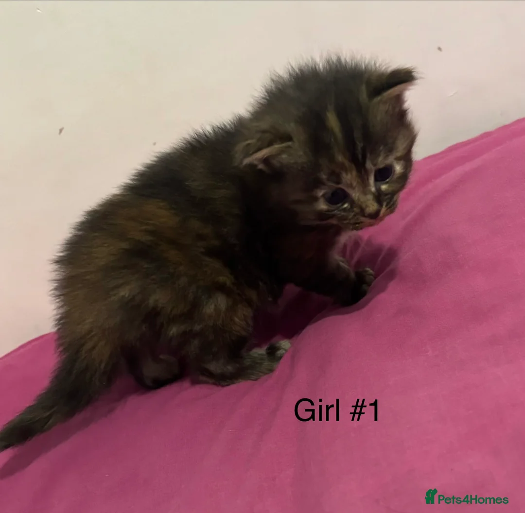 Mixed Breed cats for sale: Beautiful litter of 5 kittens - Advert 9