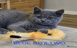 British Shorthair cats for sale: Gorgeous British short haired kittens READY NOW - Image 17