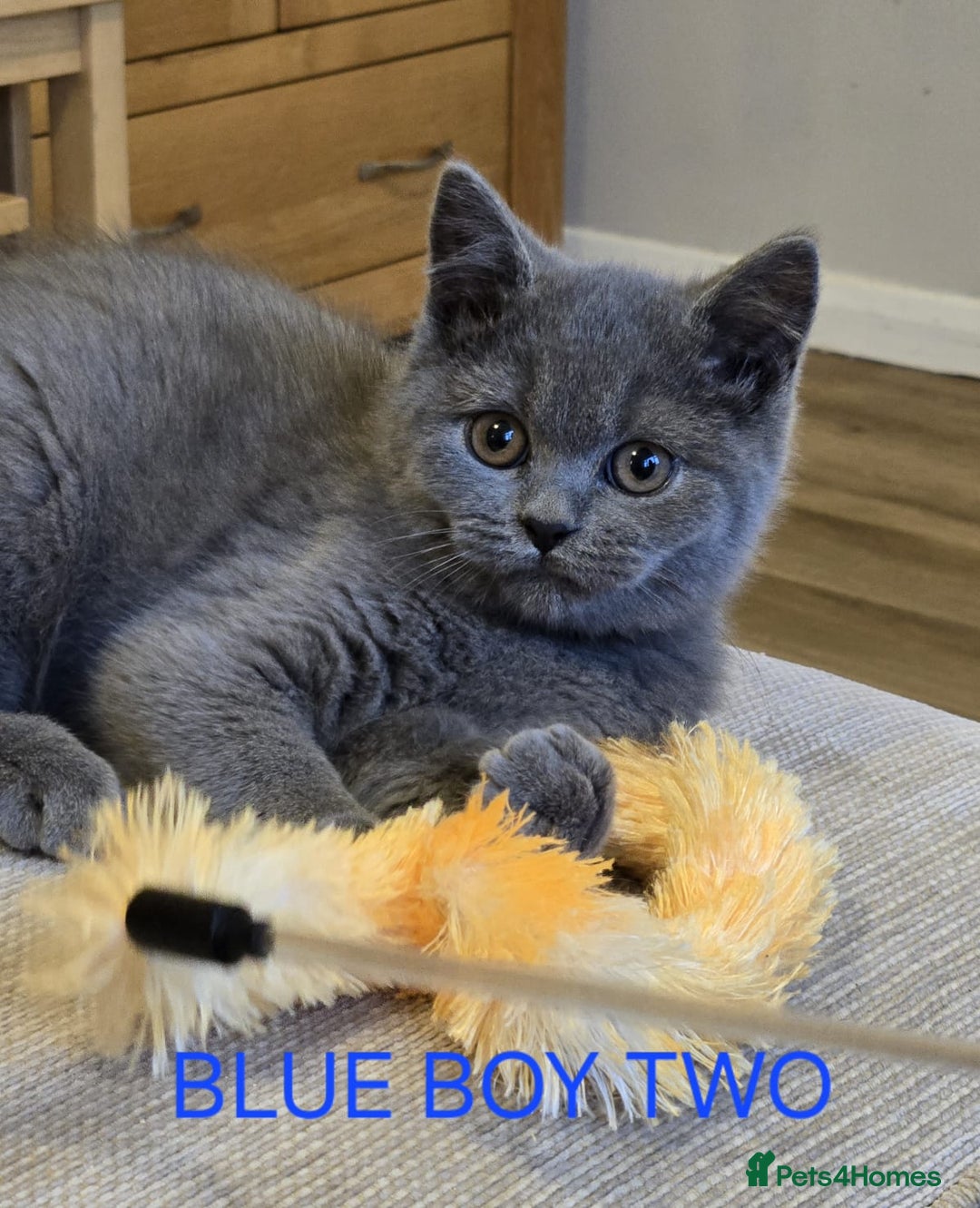 British Shorthair cats for sale: Gorgeous British short haired kittens READY NOW - Image 17
