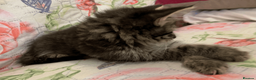 Maine Coon cats for sale: Three adorable Maine Coon Kittens For Sale  - Advert 8