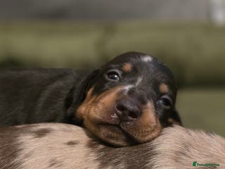 Miniature Dachshund dogs Miniature Dachshunds - Advert 2