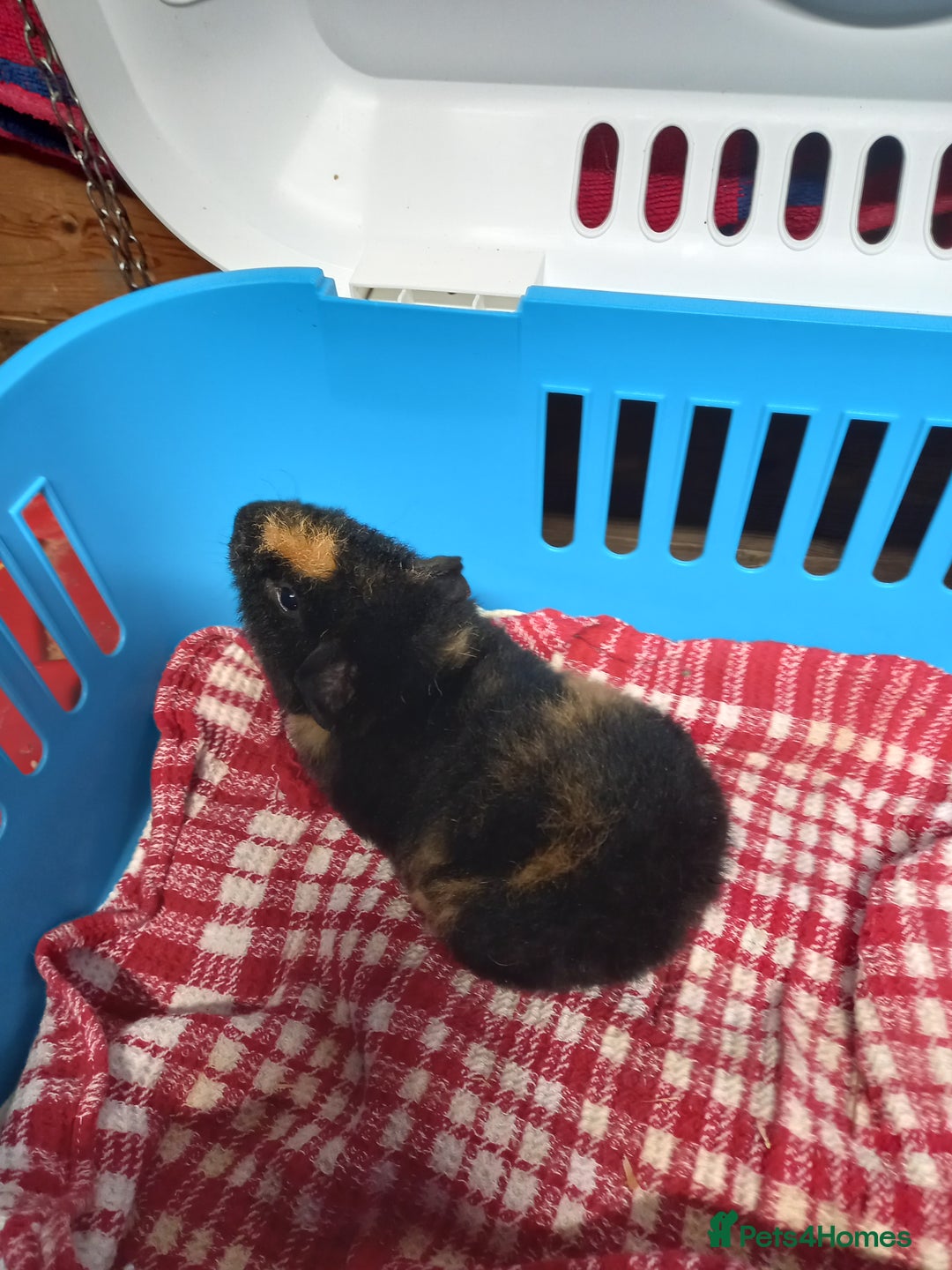 Guinea Pig rodents for sale: Teddy baby guinea-pigs  - Advert 12