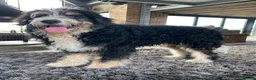 Bernedoodle dogs for sale: F1b Apricot Medium Bernedoodle  - Advert 3
