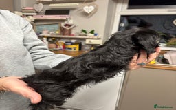 Doxiepoo dogs for sale: doxipoo puppies READY NOW - Image 16