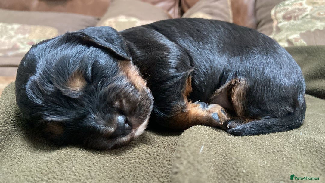 Cocker Spaniel dogs for sale: Beautiful Boy cocker spaniels for sale  - Advert 10