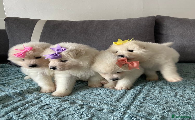 Samoyed dogs - Advert 2