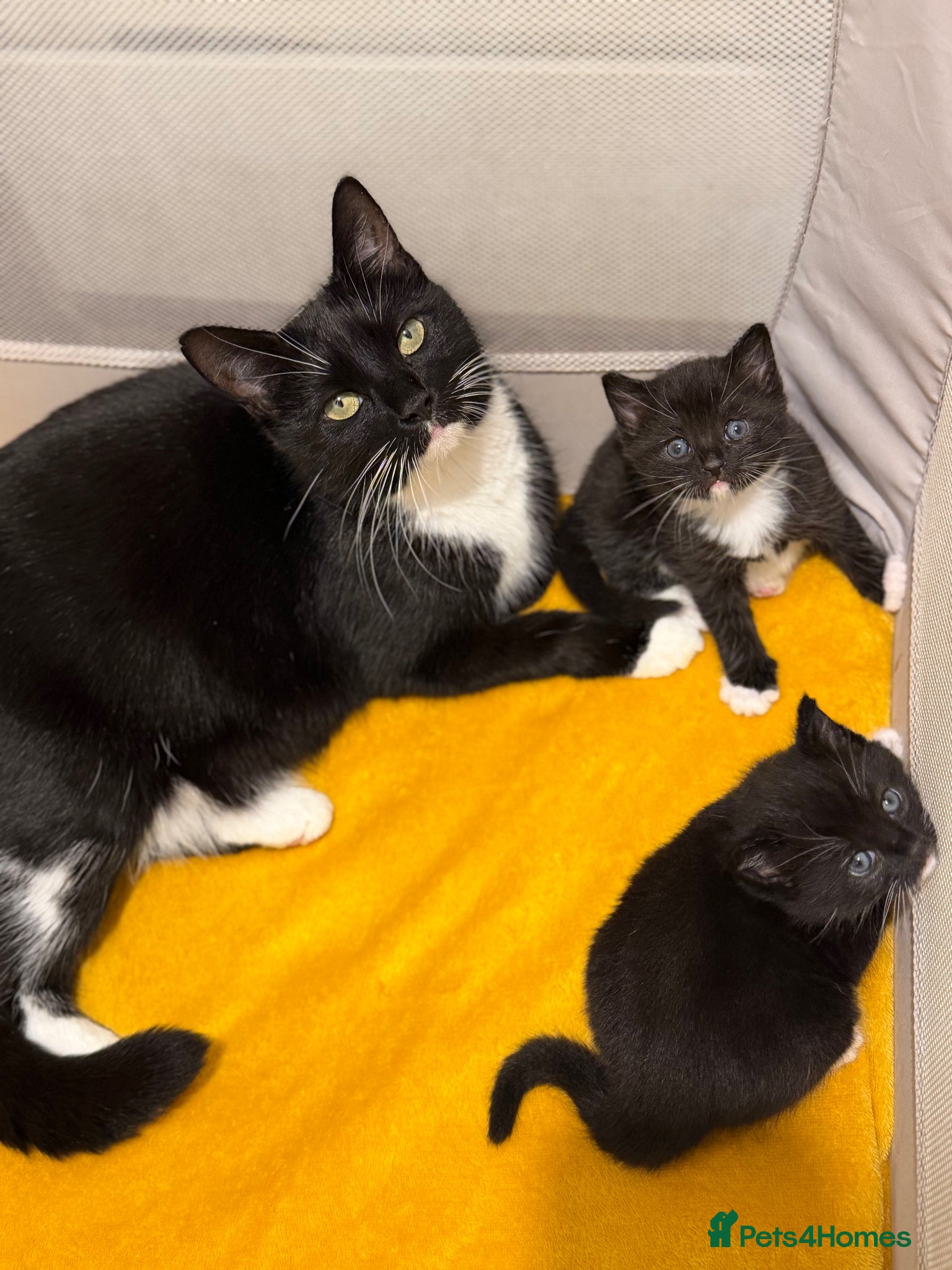 Mixed Breed cats Kittens Looking for loving homes - Advert 2