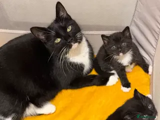 Mixed Breed cats Kittens Looking for loving homes - Advert 2