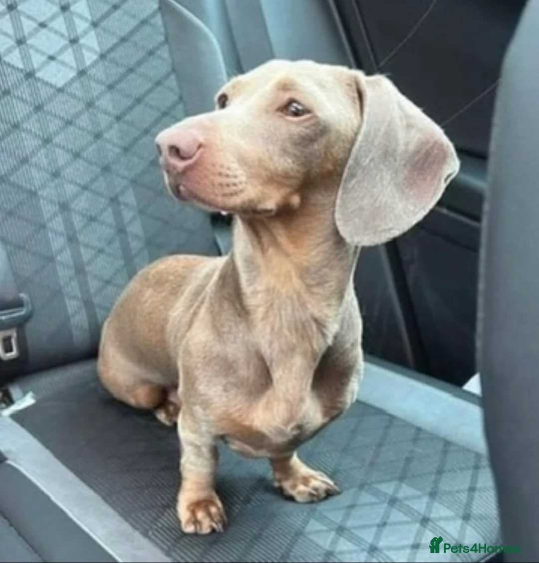 Miniature Dachshund dogs for sale: Miniature Isabella & tan dachshund female  - Advert 3