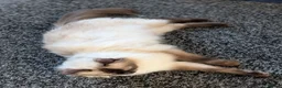 Ragdoll cats for sale: Purebred Female Ragdoll kitten  - Advert 2