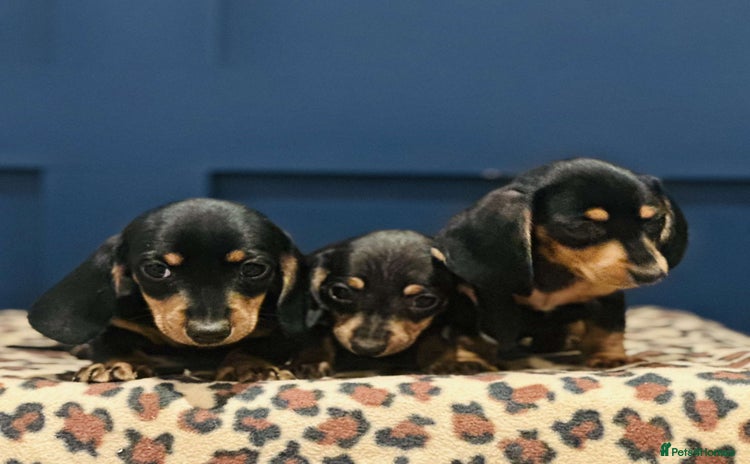 Miniature Dachshund dogs - Advert 1