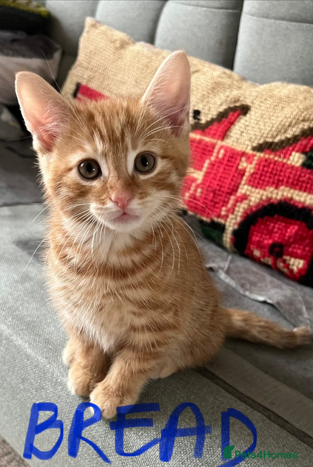 Mixed Breed cats for sale: Gorgeous Kittens - Image 11