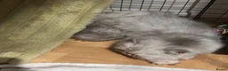 Persian cats for sale: Stunning Persian chinchilla kittens  - Advert 33