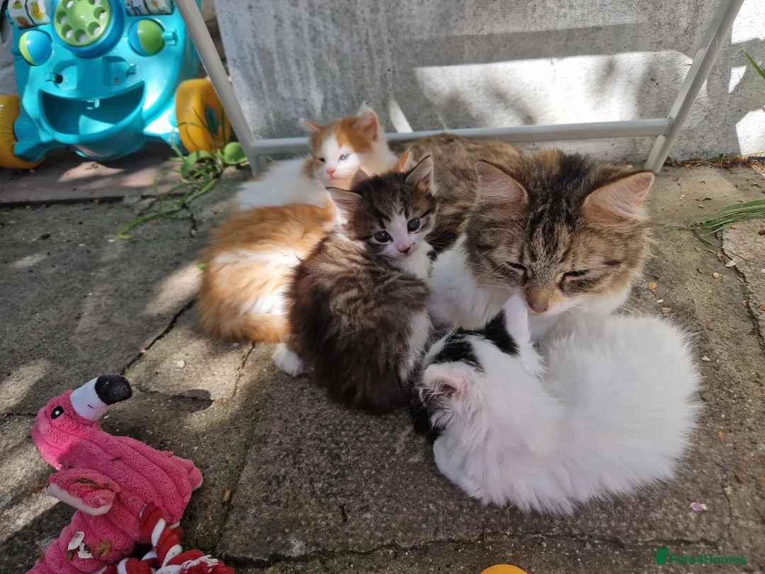 Mixed Breed cats for sale: BeAuTiFuL fluffy kittens - Advert 5