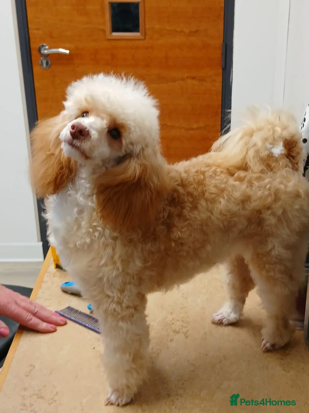 Toy Poodle dogs for stud: Stud duties only toy poodle  in Coventry - Advert 2