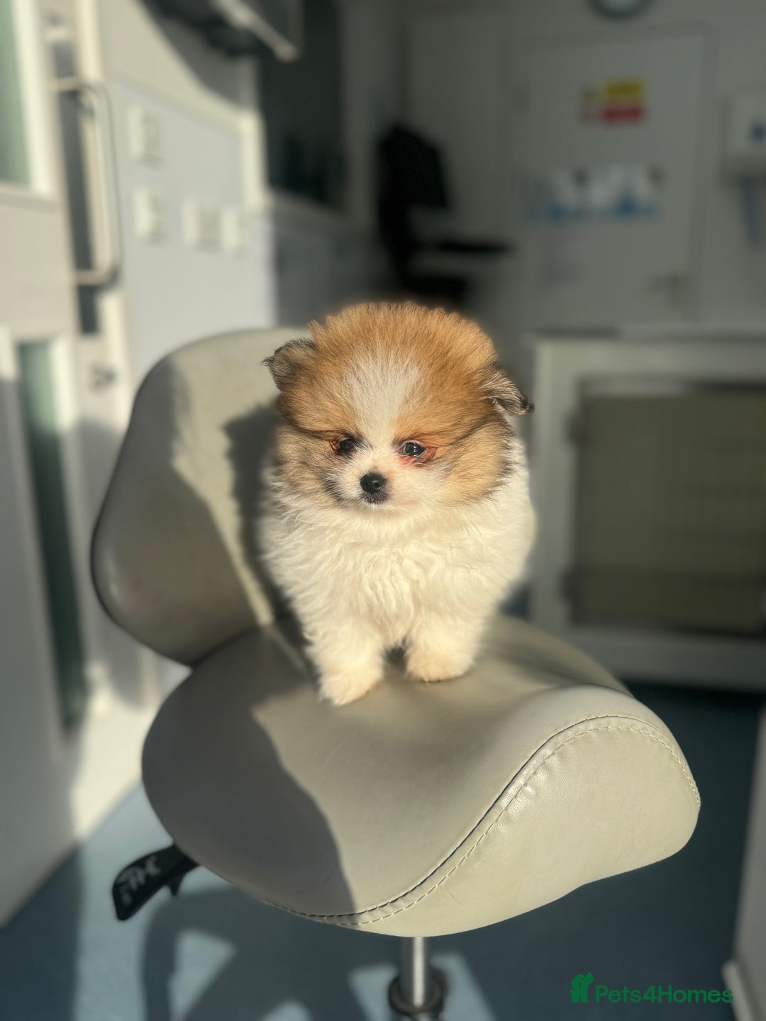Pomeranian dogs for sale: Unique patterned Pomeranians 🩵 - Advert 3