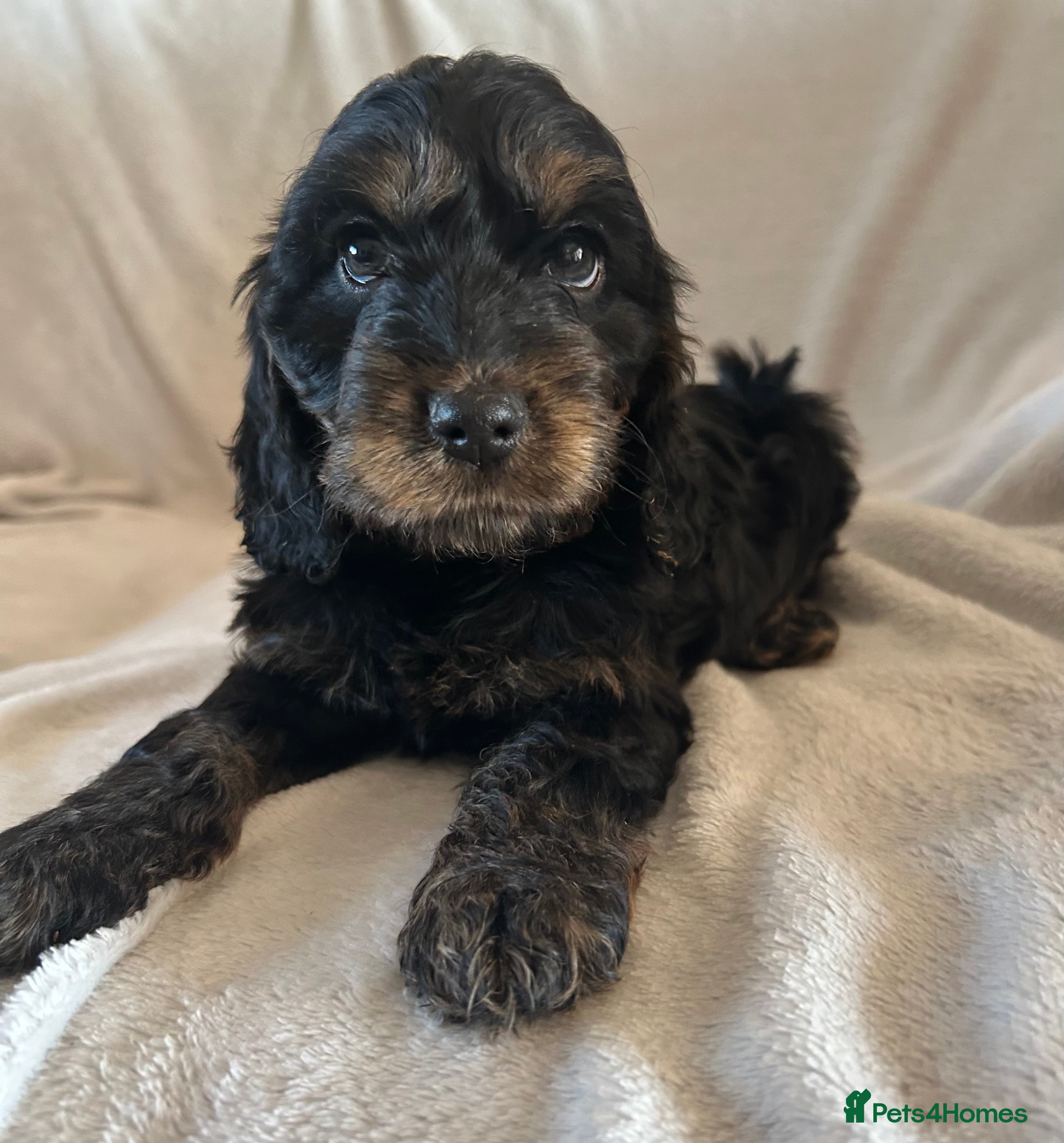 Cockapoo dogs Cockapoo puppies  - Advert 1