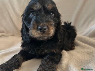 Cockapoo dogs Cockapoo puppies - Advert 1