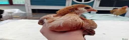 Chickens poultry for sale: Bearded Serama Trio for Loving Home - Advert 8