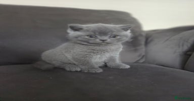 British Shorthair cats Gccf registered blue British shorthair boy left  - Advert 5