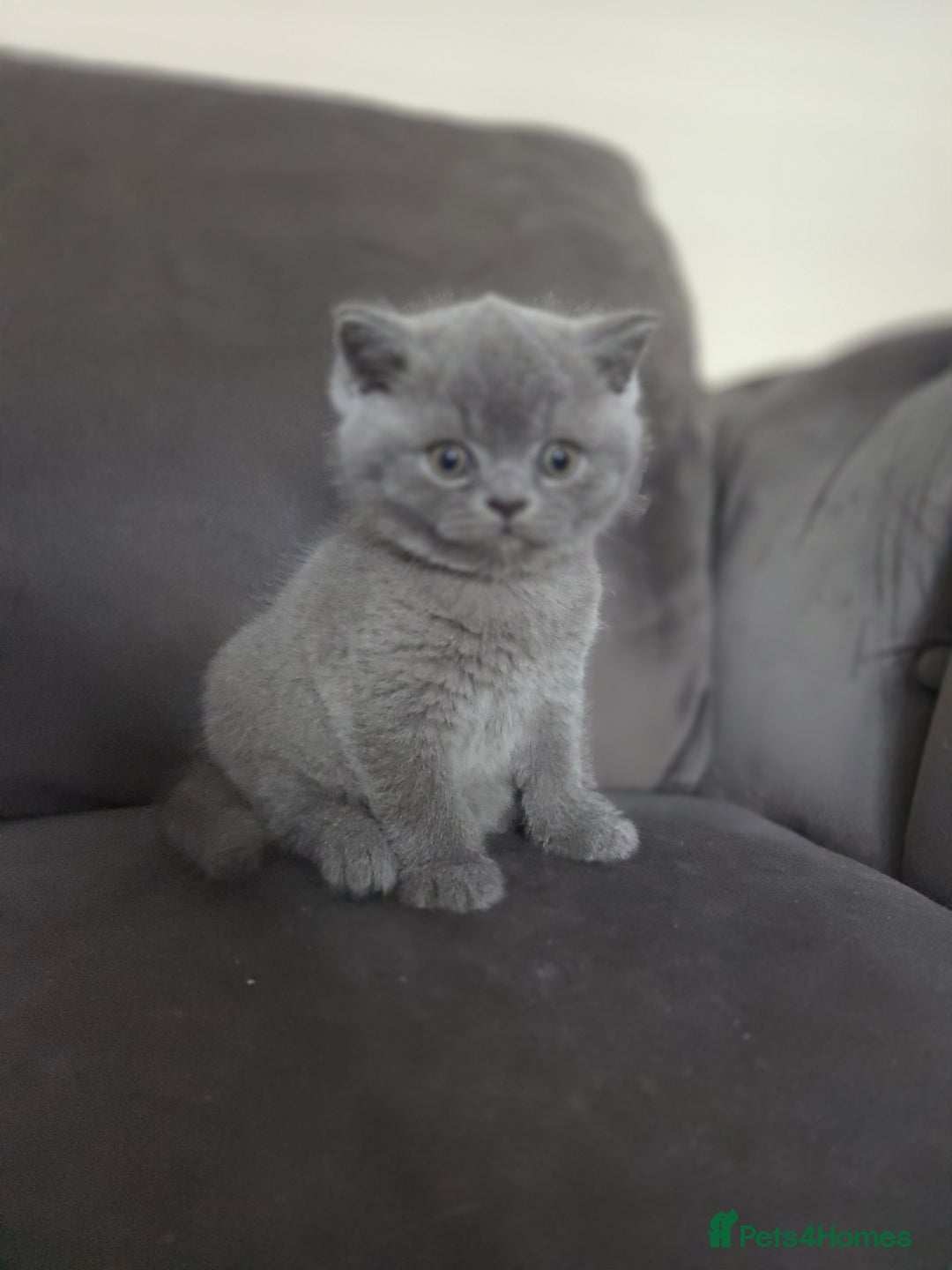 British Shorthair cats for sale: Gccf registered blue British shorthair boy left  - Advert 5