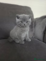 British Shorthair cats Gccf registered blue British shorthair boy left - Advert 2