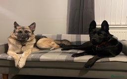 German Shepherd dogs for sale: 4 Year Old German Shepard Girl - Image 2
