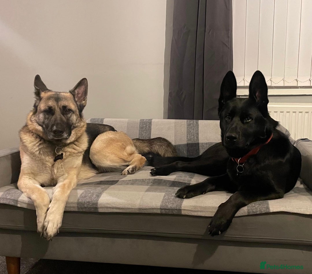 German Shepherd dogs for sale: 4 Year Old German Shepard Girl - Image 2