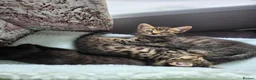 Mixed Breed cats for sale: Bengal X  - Advert 20