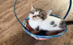 American Shorthair cats for sale: American shorthair x sphynx  - Image 3