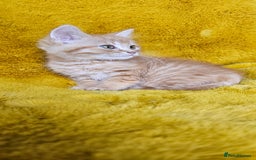 Maine Coon cats for sale: Kittens ready now - Image 3
