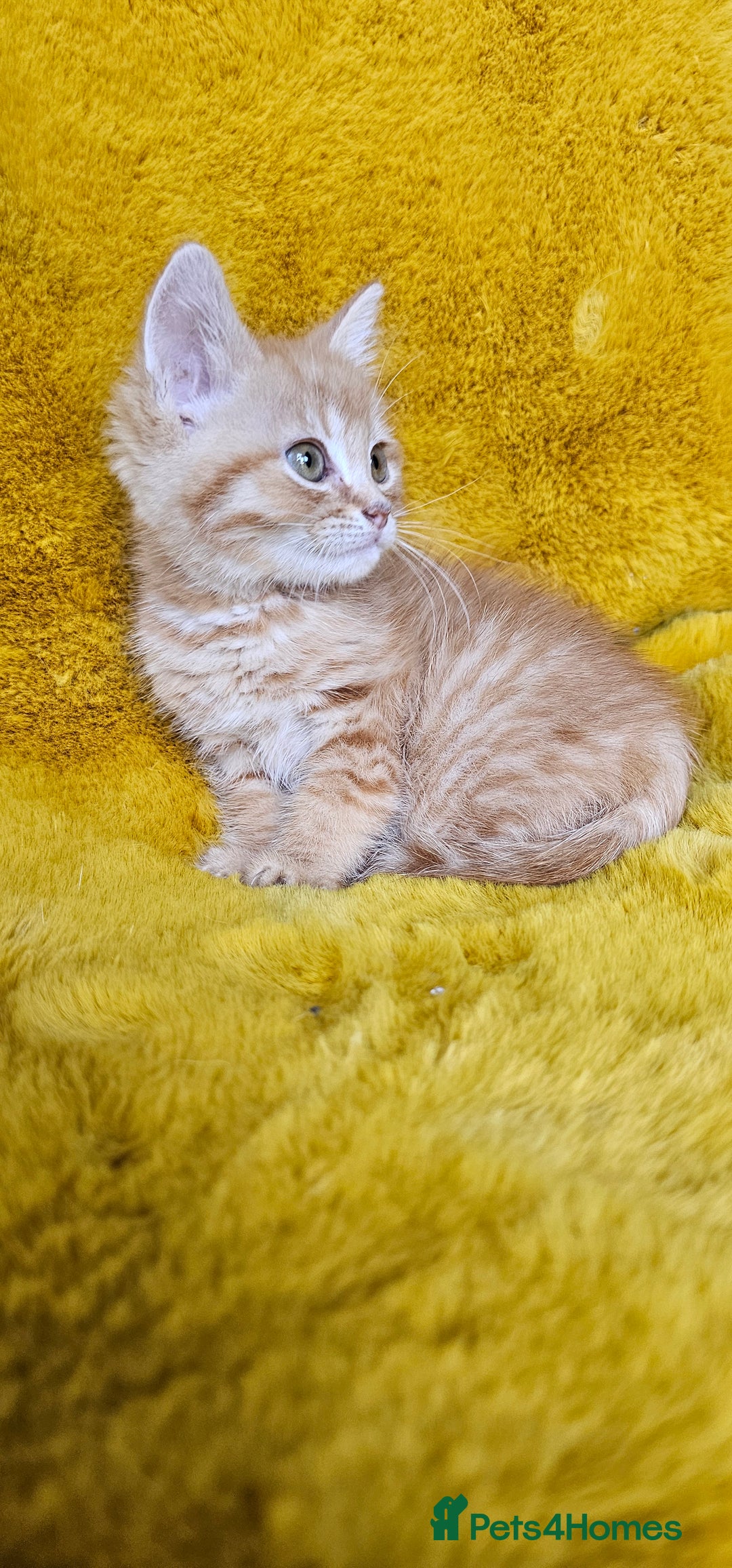 Maine Coon cats for sale: Kittens ready now - Image 3
