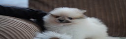 Pomeranian dogs for sale: Two cuties are looking for home  - Advert 9