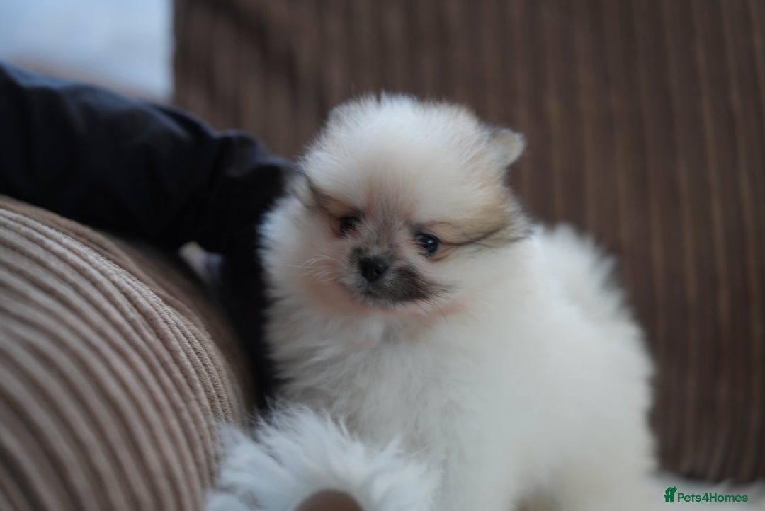 Pomeranian dogs for sale: Two cuties are looking for home  - Advert 9