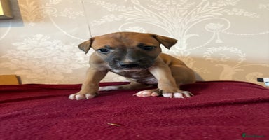 Mixed Breed dogs - Advert 4