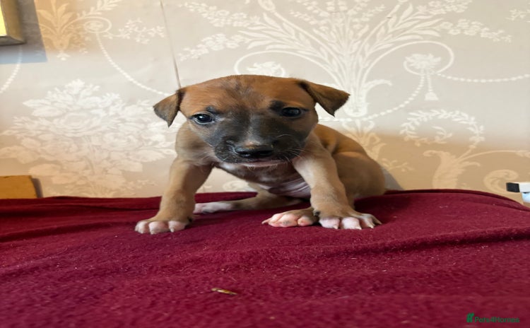 Mixed Breed dogs - Advert 2