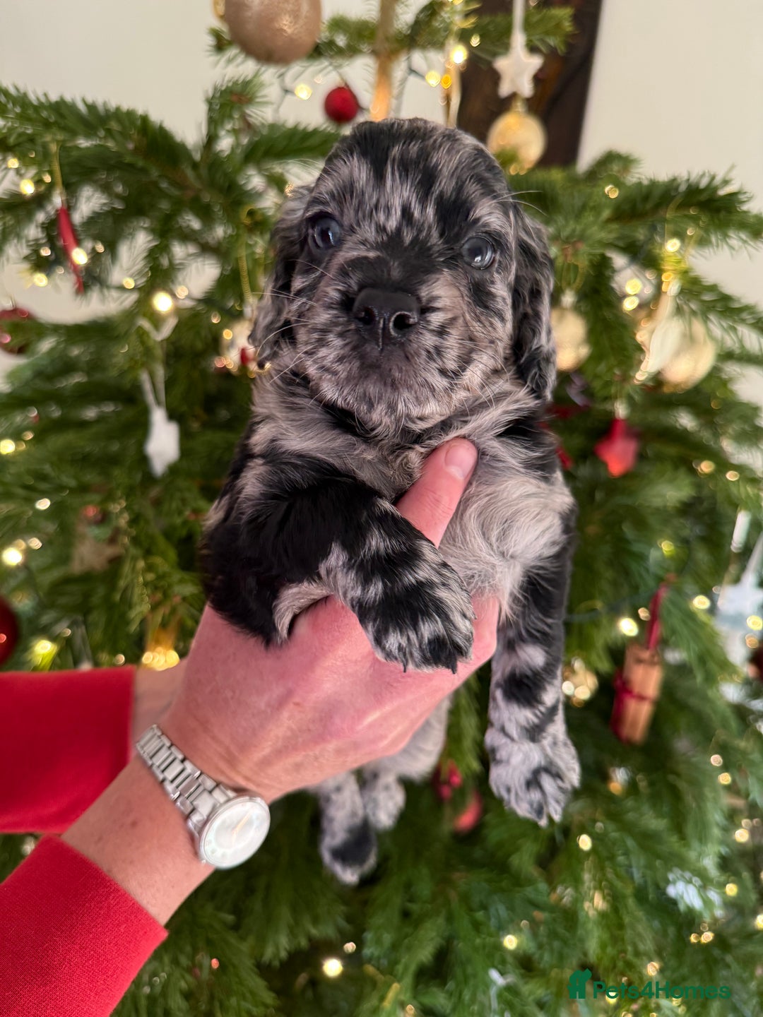 Cockapoo dogs for sale: Beautiful Merle & Black F2 Cockapoo puppies  - Advert 10