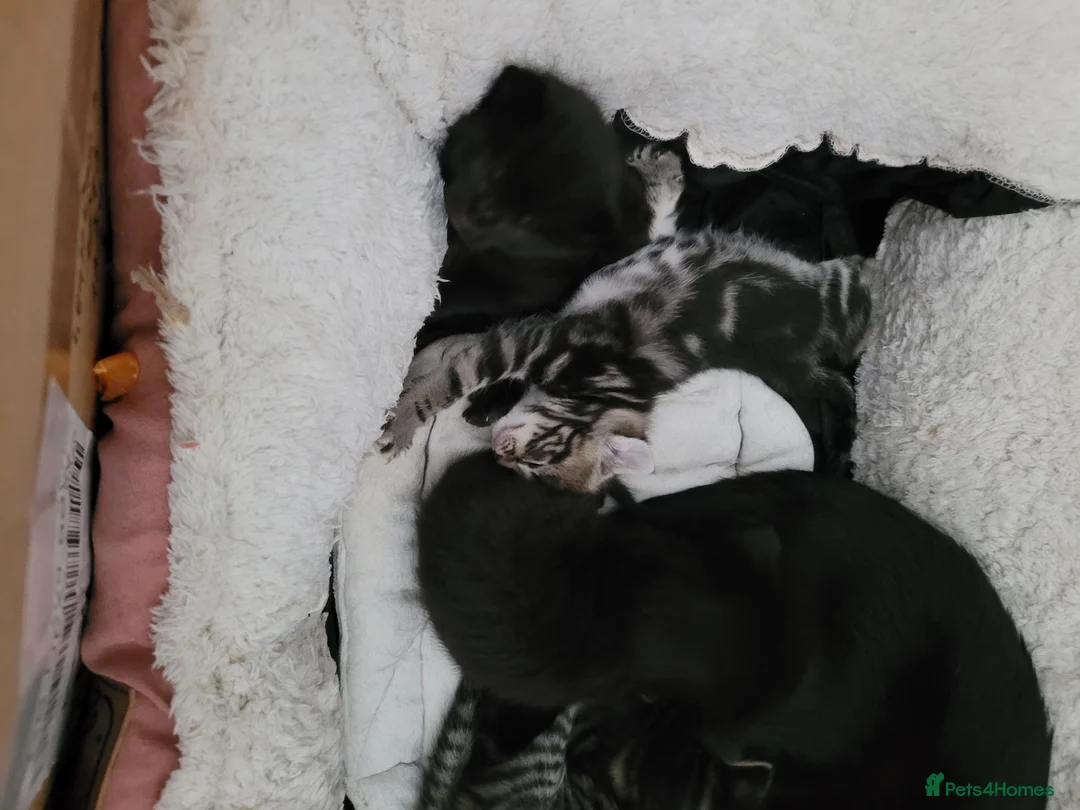 Mixed Breed cats for sale:  kittens 4 black, tabby in Derby - Advert 2