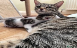 British Longhair cats for sale: White and tabby boy ready now  - Image 7