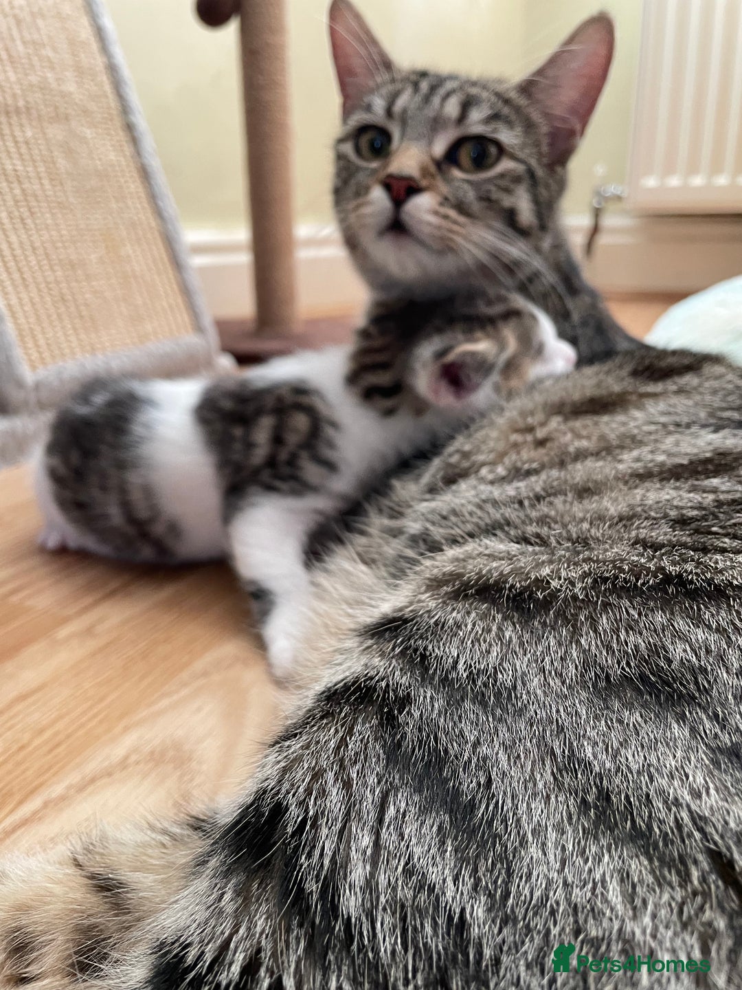 British Longhair cats for sale: White and tabby boy ready now  - Image 7