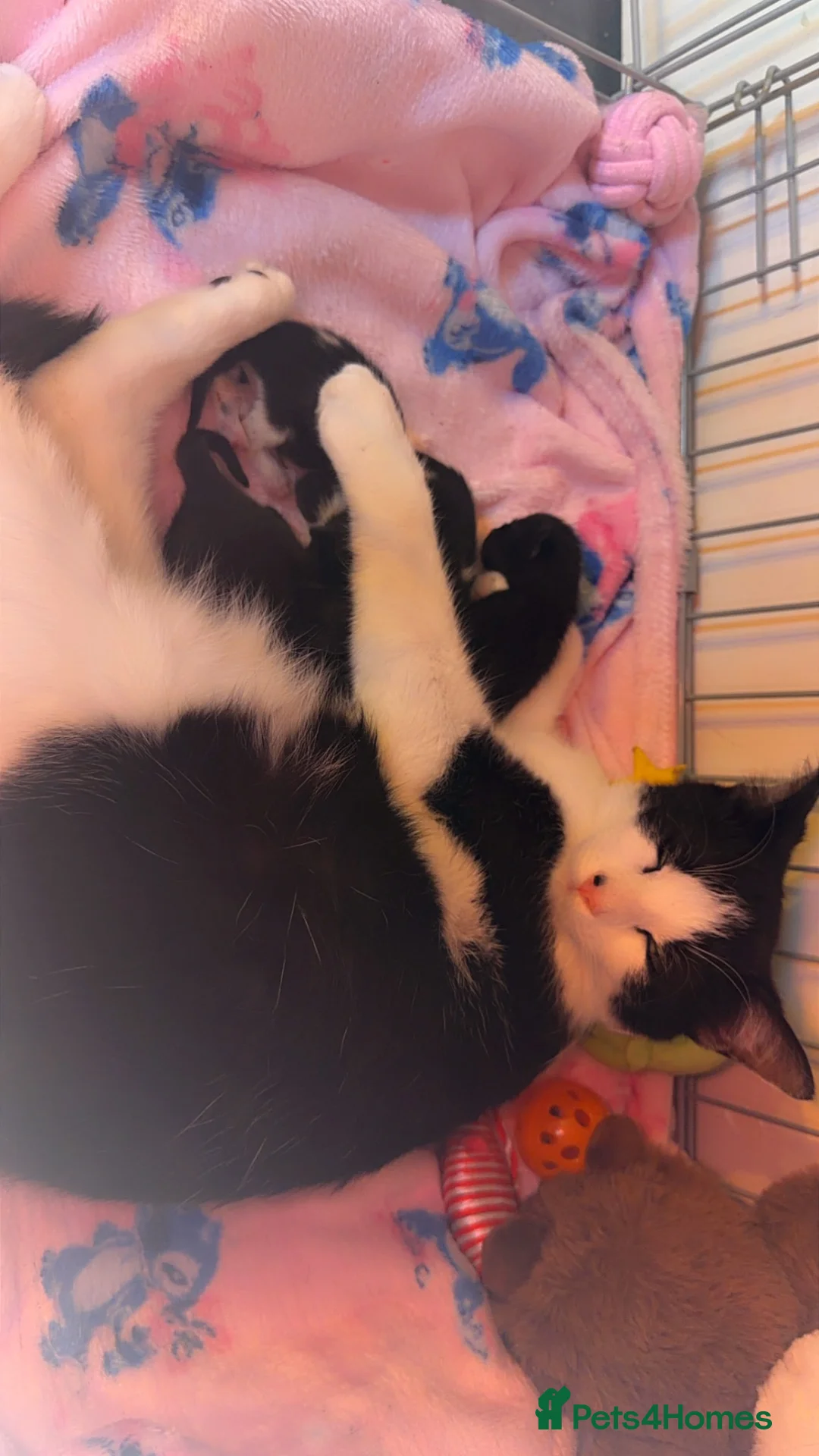 Mixed Breed cats for sale: 2 kittens remaining in Derby - Advert 6