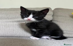 Mixed Breed cats for sale: 5 Beautiful fluffy kittens ready to be re-homed ❤️ - Image 18