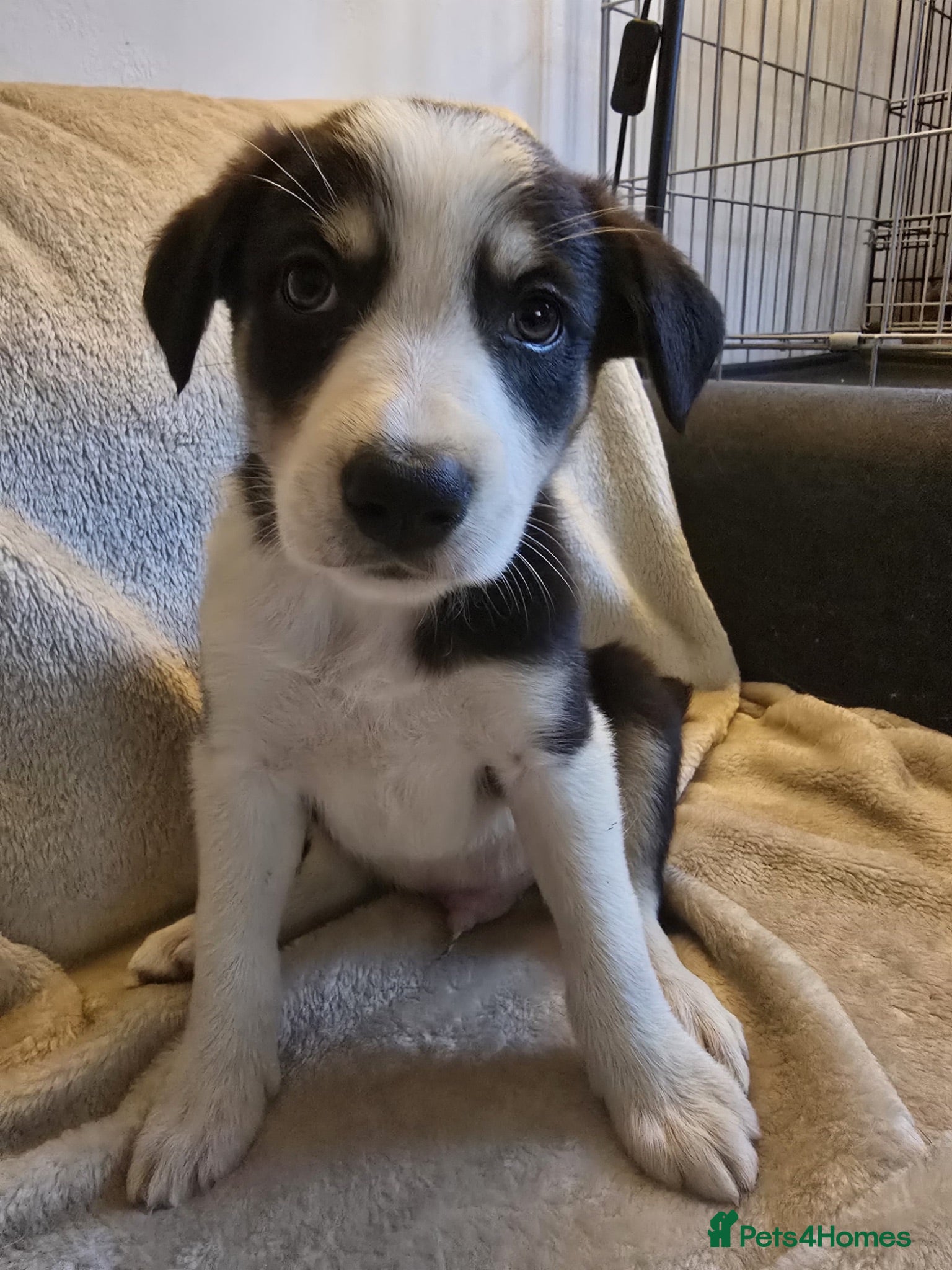 Border Collie dogs Last two collie puppies, black tri boys 🩵 - Advert 1