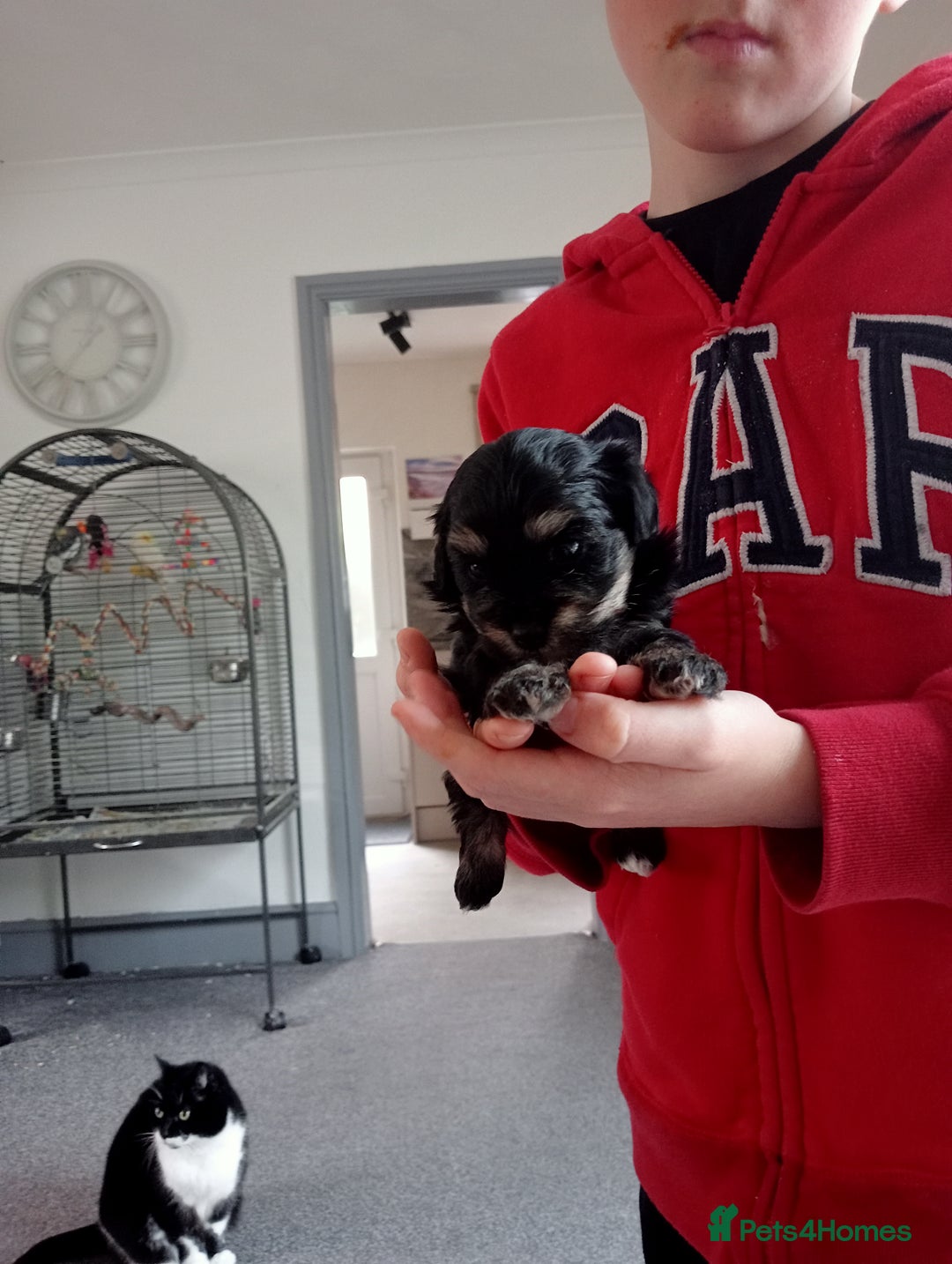 Maltipoo dogs for sale: Stunning Malshipoo pups for sale - Image 3