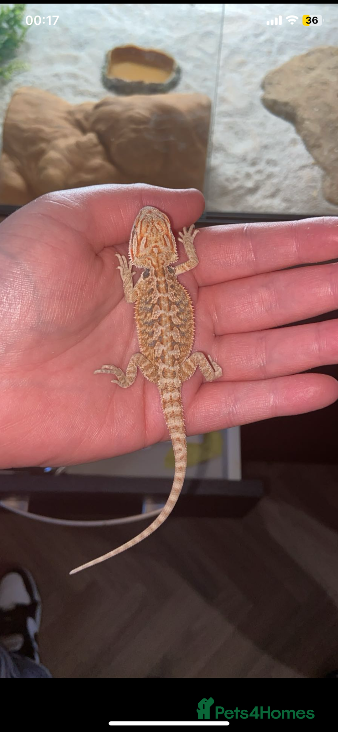Bearded Dragon reptiles for sale: Female hypo baby bearded dragon - Image 6