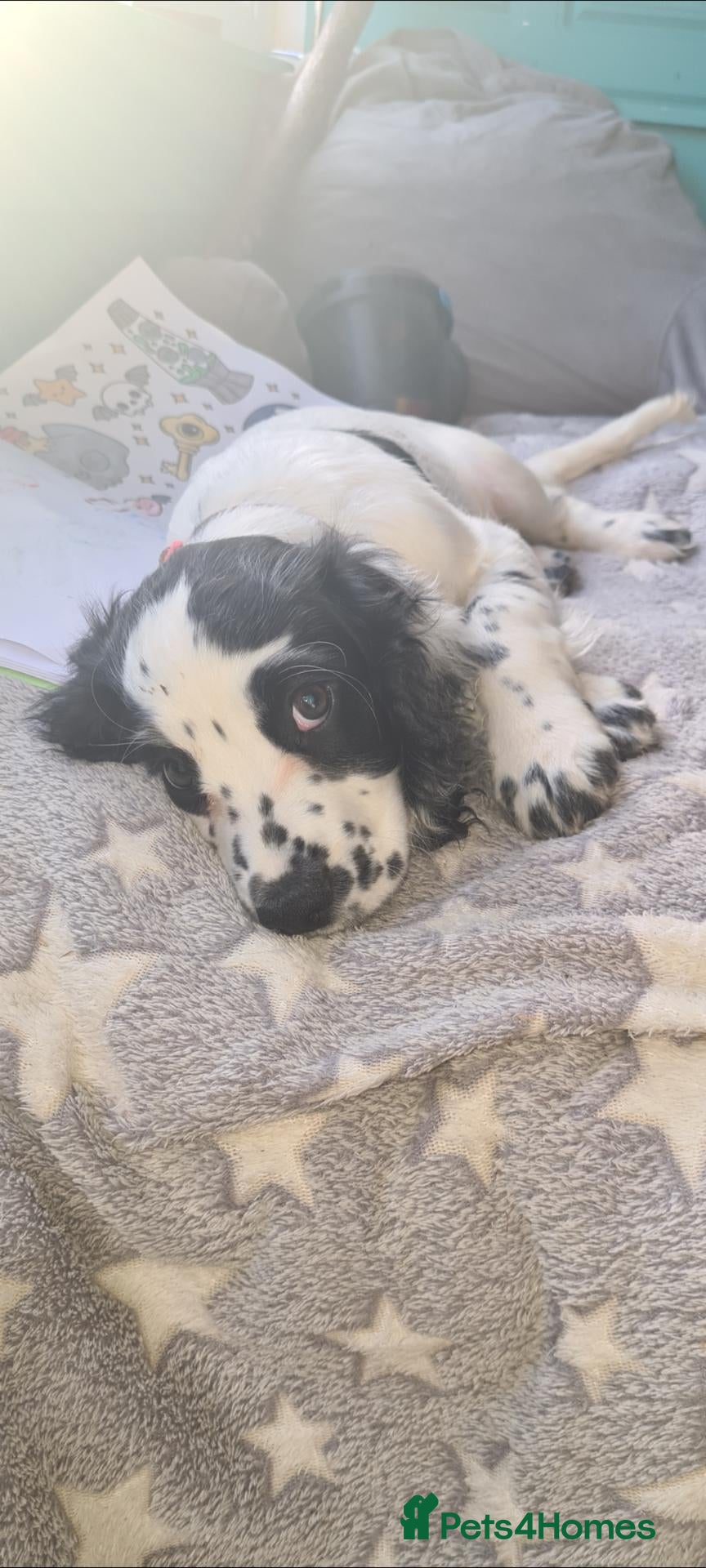 Cocker Spaniel dogs Cocker spaniel puppies due  - Advert 6