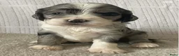 Sheepadoodle dogs for stud: Sheepadoodle hybrid stud  - Advert 22