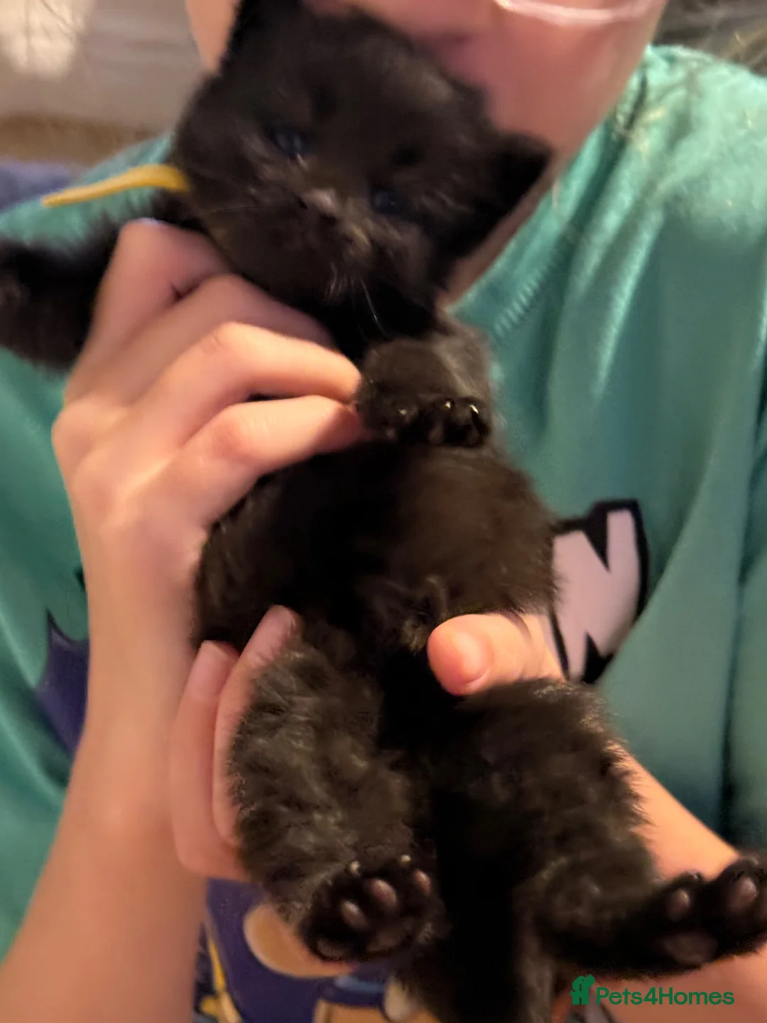 Domestic Shorthair cats for sale: 4 kittens available  in Sutton Coldfield - Advert 17