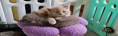 British Shorthair 2